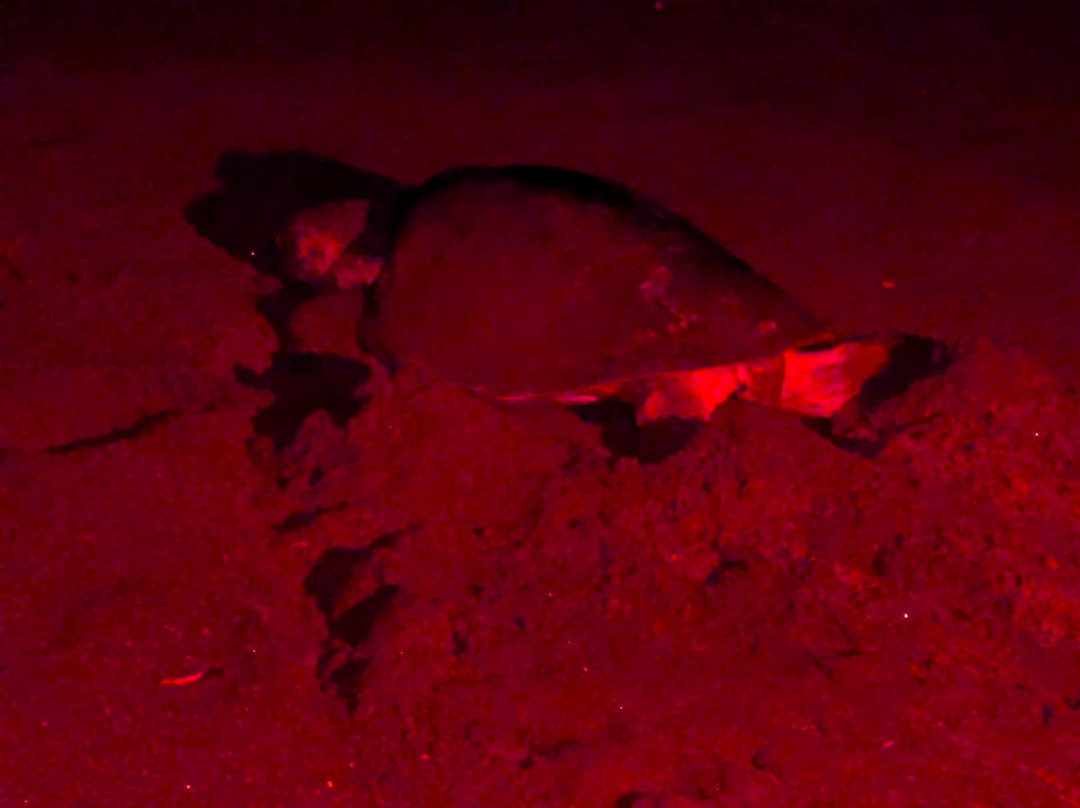 Save The Turtles Playa Venao-维纳欧海滩必去景点