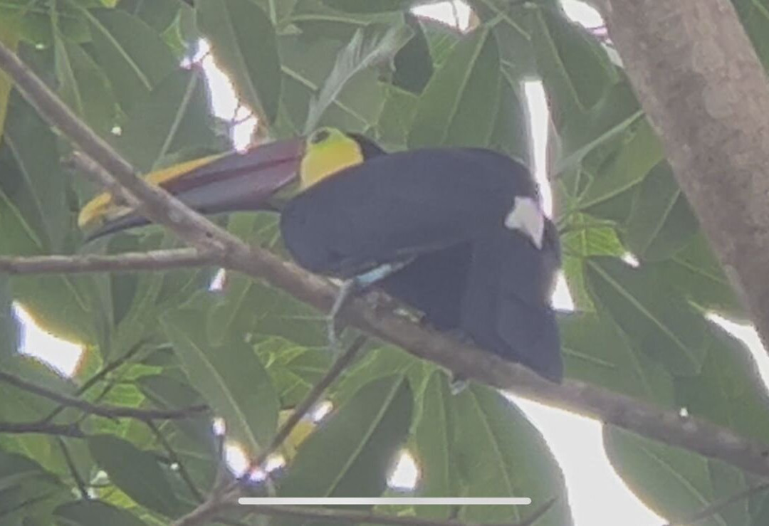 Abel Bustamante - Tour Guide-Manzanillo必去景点