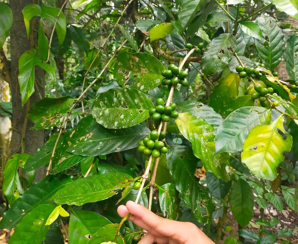 Abian Kusuma Sari Agrowisata-坦帕克西林必去景点