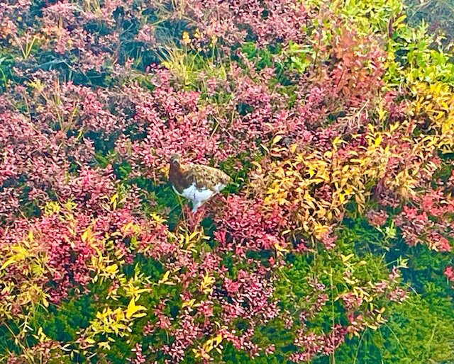 Tundra Wilderness Tour-Denali Park必去景点