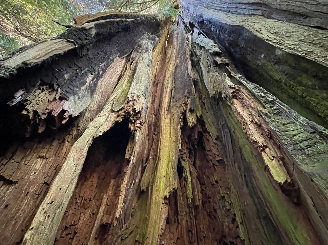 Big Cedar Tree Kalaloch-福克斯必去景点