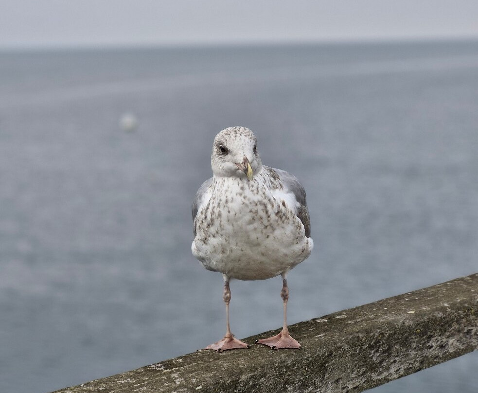 Seebrücke Boltenhagen-Boltenhagen必去景点