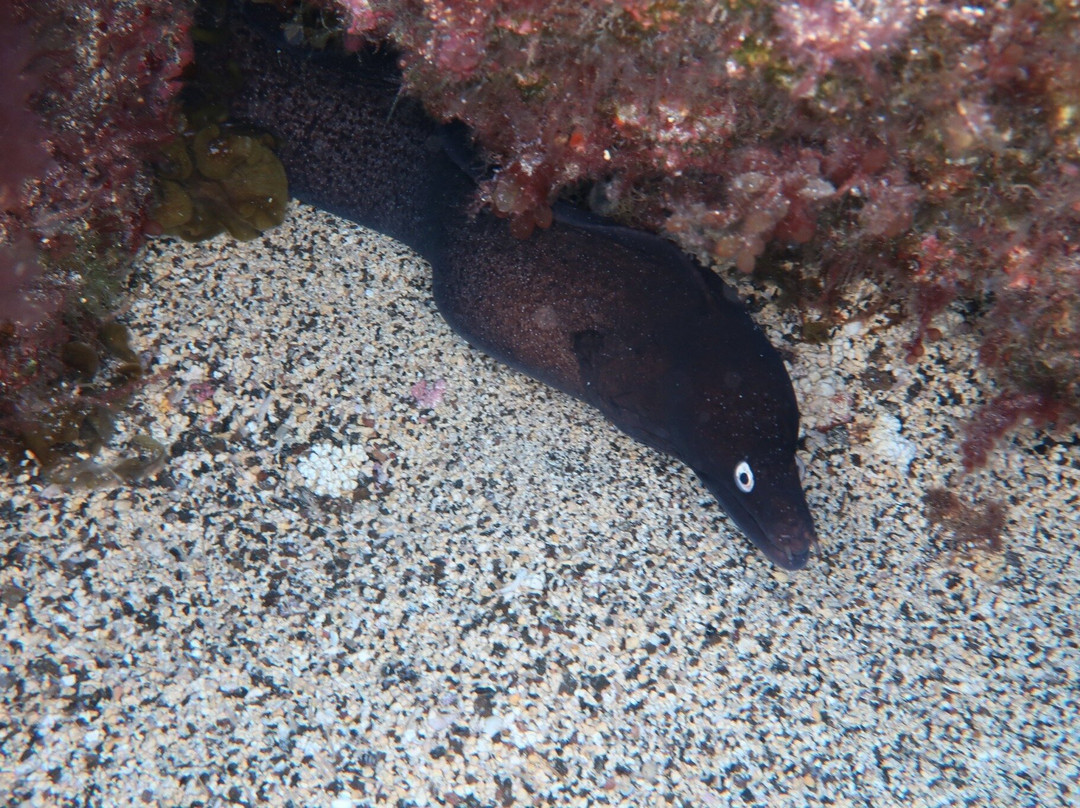 Buceo La Restinga-La Restinga必去景点