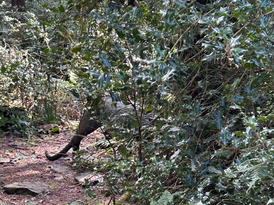 Ribble Valley Sculpture Trail-克利夫罗必去景点