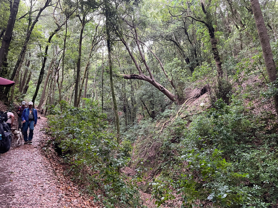 Sendero de los Sentidos-圣克鲁斯-德特内里费必去景点
