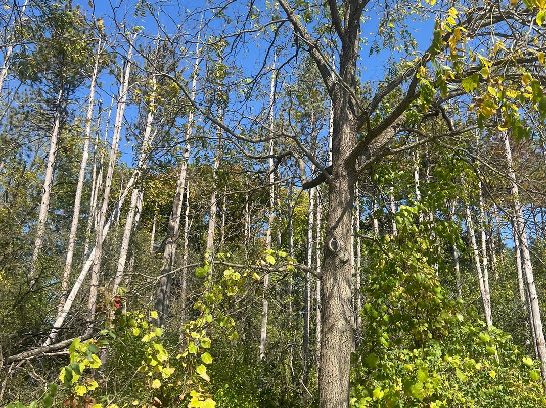 McDonald Woods Forest Preserve-Lake Villa必去景点