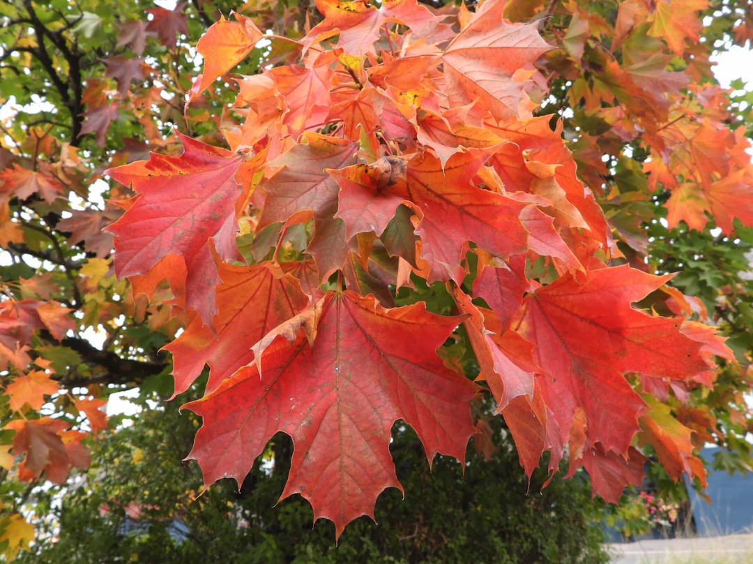 Bicton Park Botanical Gardens-Bicton必去景点
