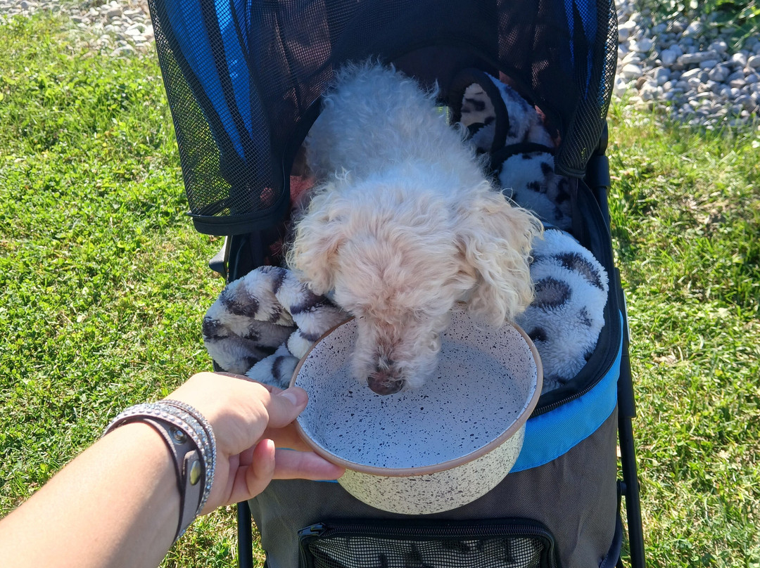 Lakeview Wine Co.-滨湖尼亚加拉必去景点