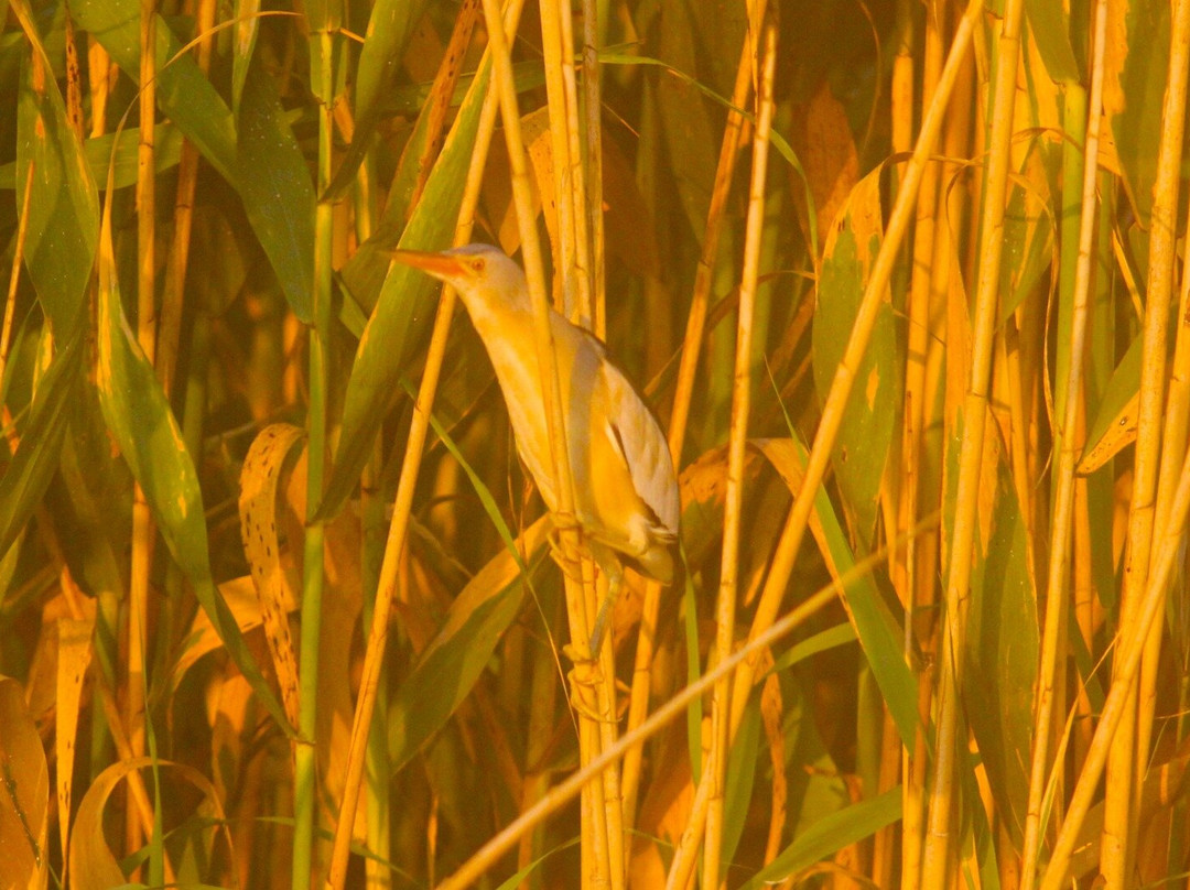 Adil Boat Tours-达利安必去景点