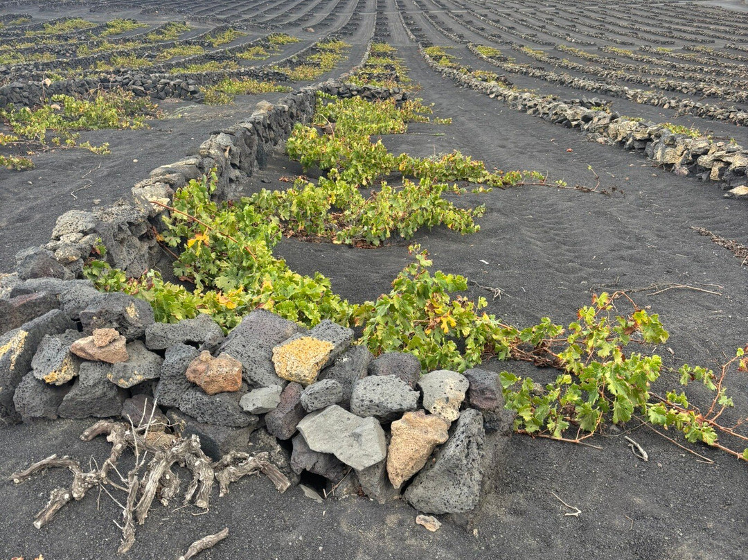Wine Tours Lanzarote-卡门港必去景点