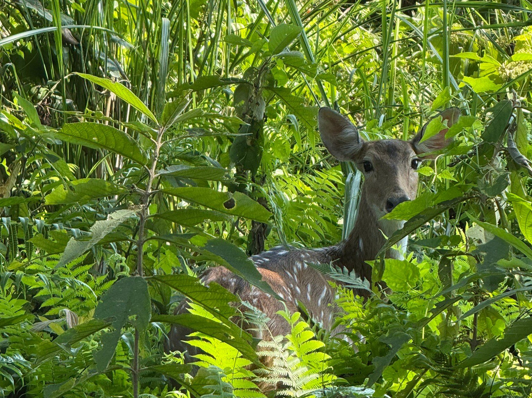 Soaltee Westend Resort Chitwan主图