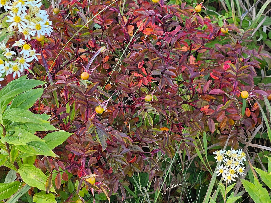Skyline Trail-布雷顿角岛必去景点