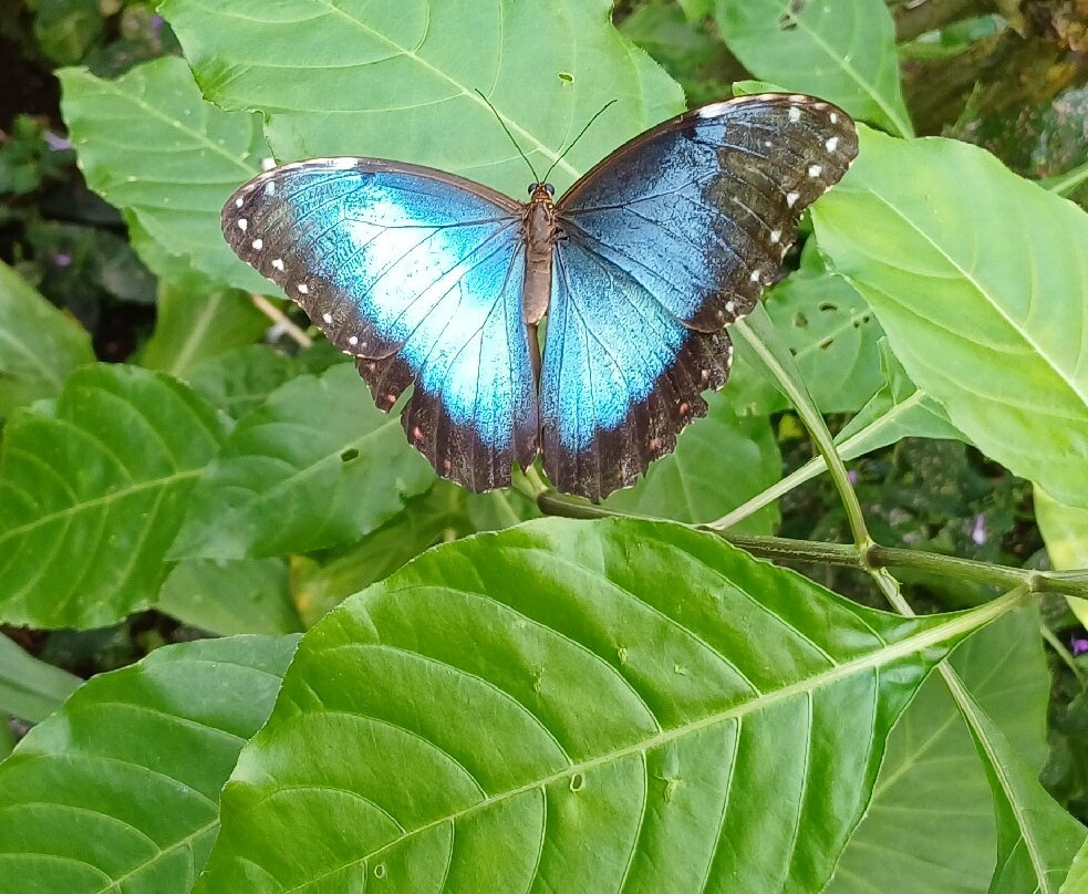 Mariposario del Drago-伊科德洛斯维诺斯必去景点