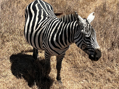 DK Grand Safaris-内罗毕必去景点