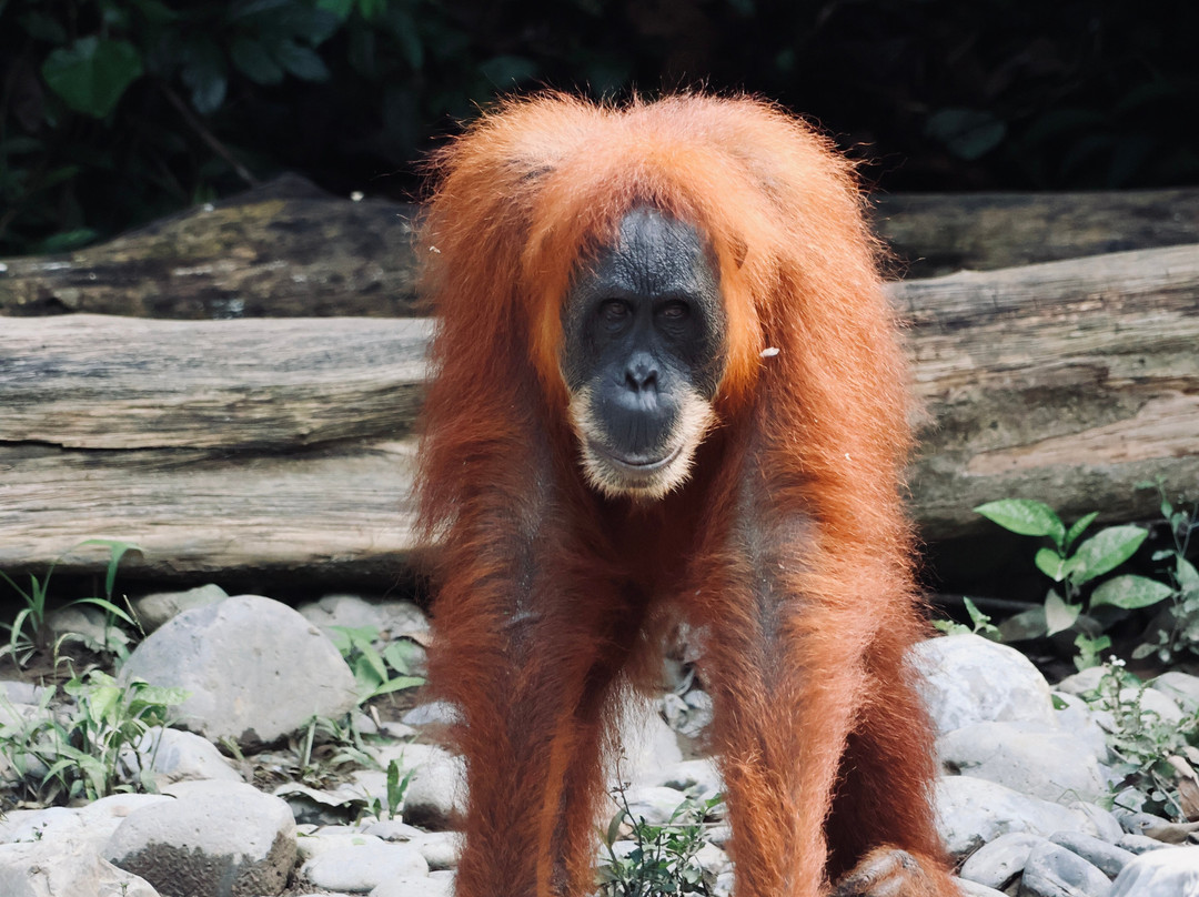 Sumatra Orangutan Explore-武吉拉旺必去景点