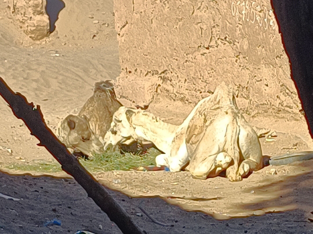 Camp Sahara at Dar Al Fananna-迈哈米德必去景点