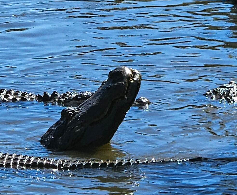 Alligator Adventure-美特尔海滩必去景点