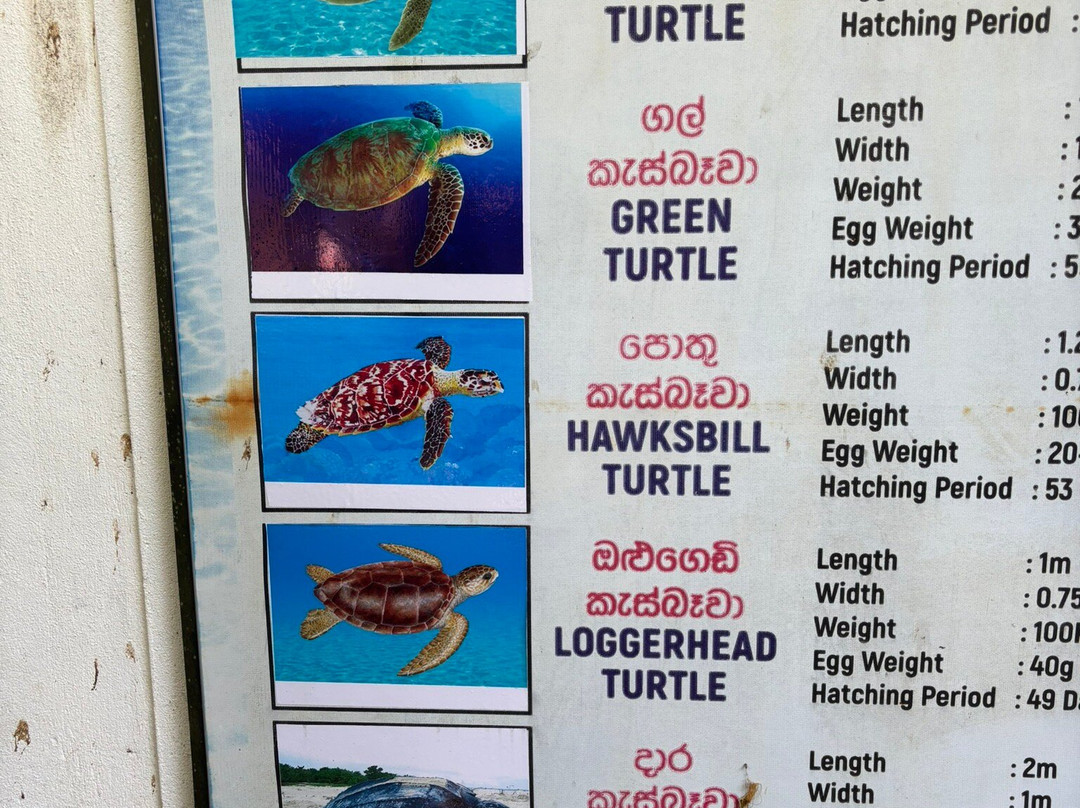 Sea Turtle Farm Galle Mahamodara-加勒必去景点