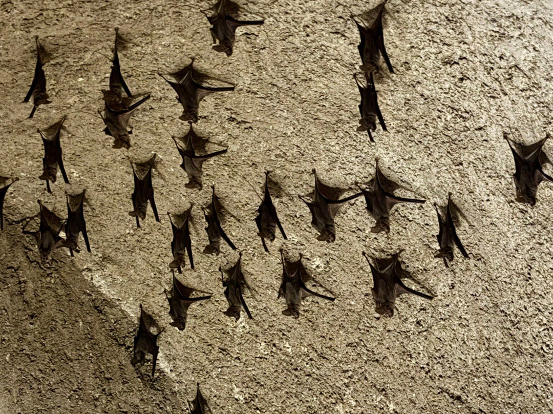 巴赫拉堡-尼日瓦必去景点