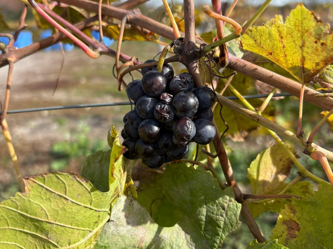 Norman Hardie Winery and Vineyard-Hillier必去景点