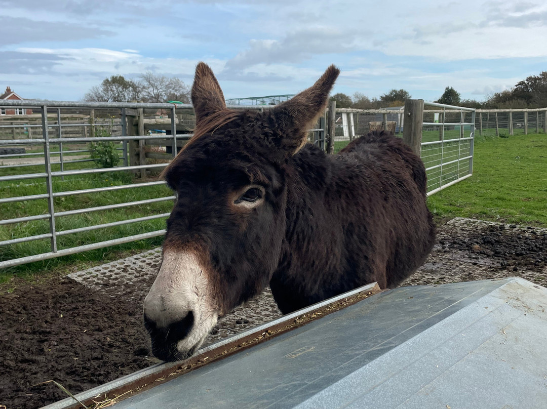 West Wight Alpacas-Wellow必去景点