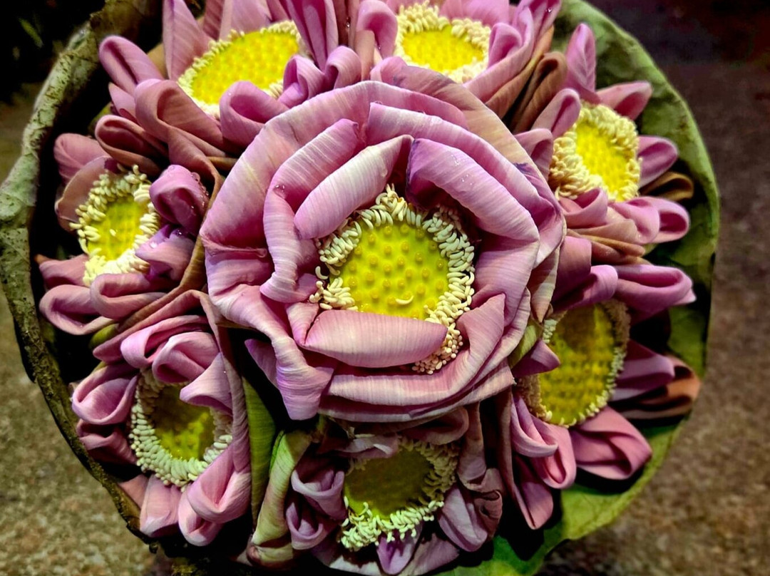 Lotus Farm Siem Reap-暹粒必去景点