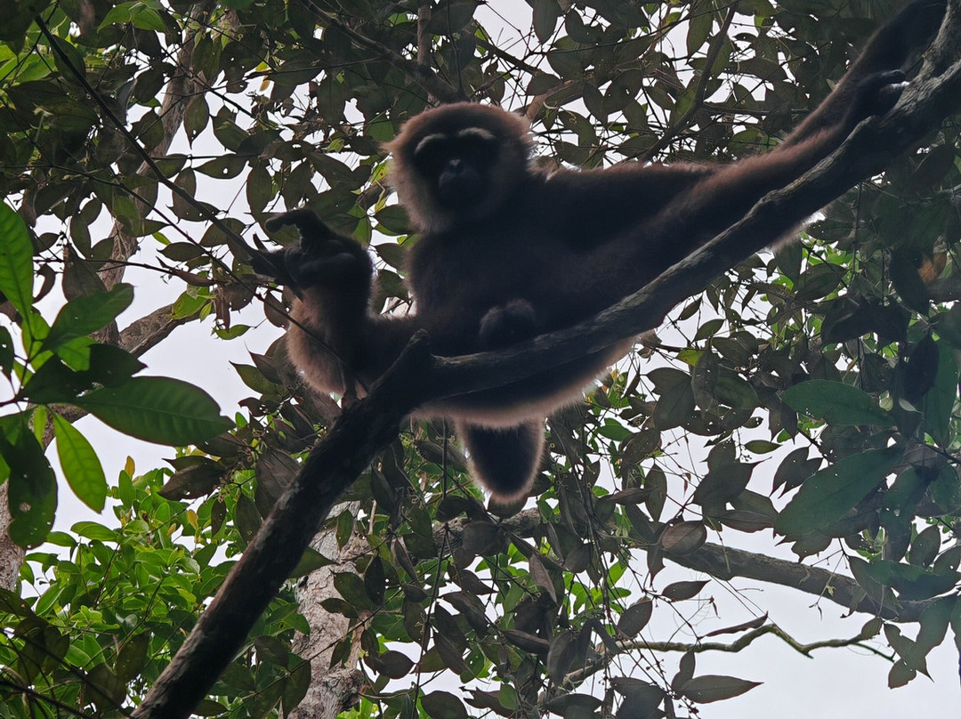 Dolphindo Tour Orangutan Tanjung Puting-Kumai必去景点