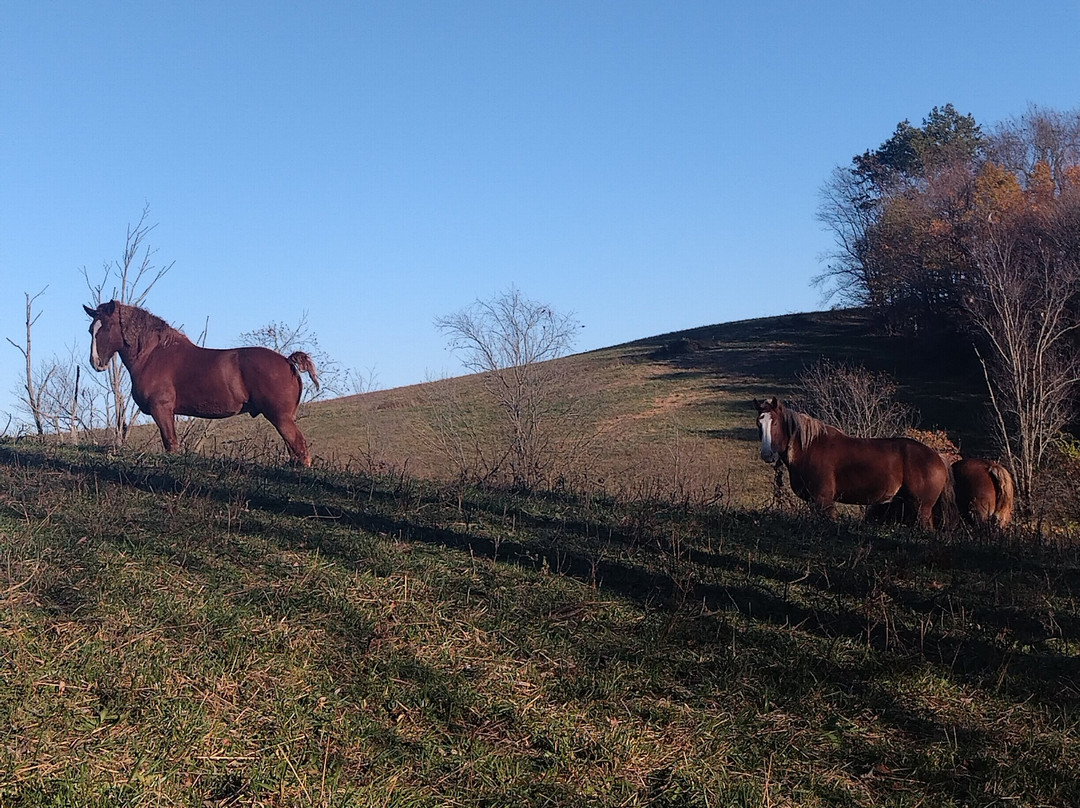 Miller Haus Bed and Breakfast主图