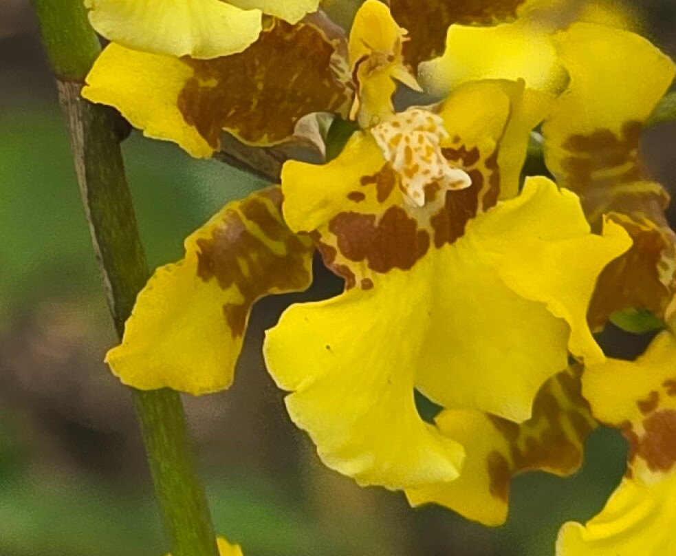 Parque Botânico Vale-维多利亚必去景点