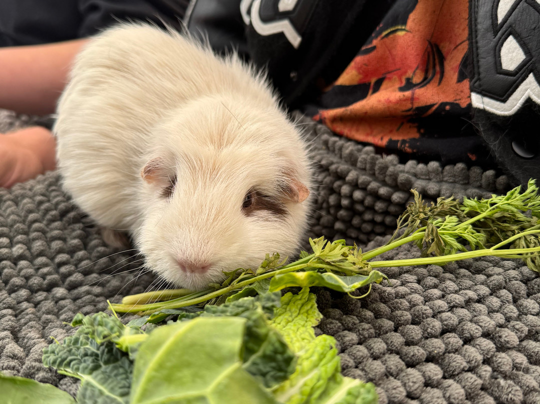 All Things Alpaca Ltd-切姆斯福德必去景点