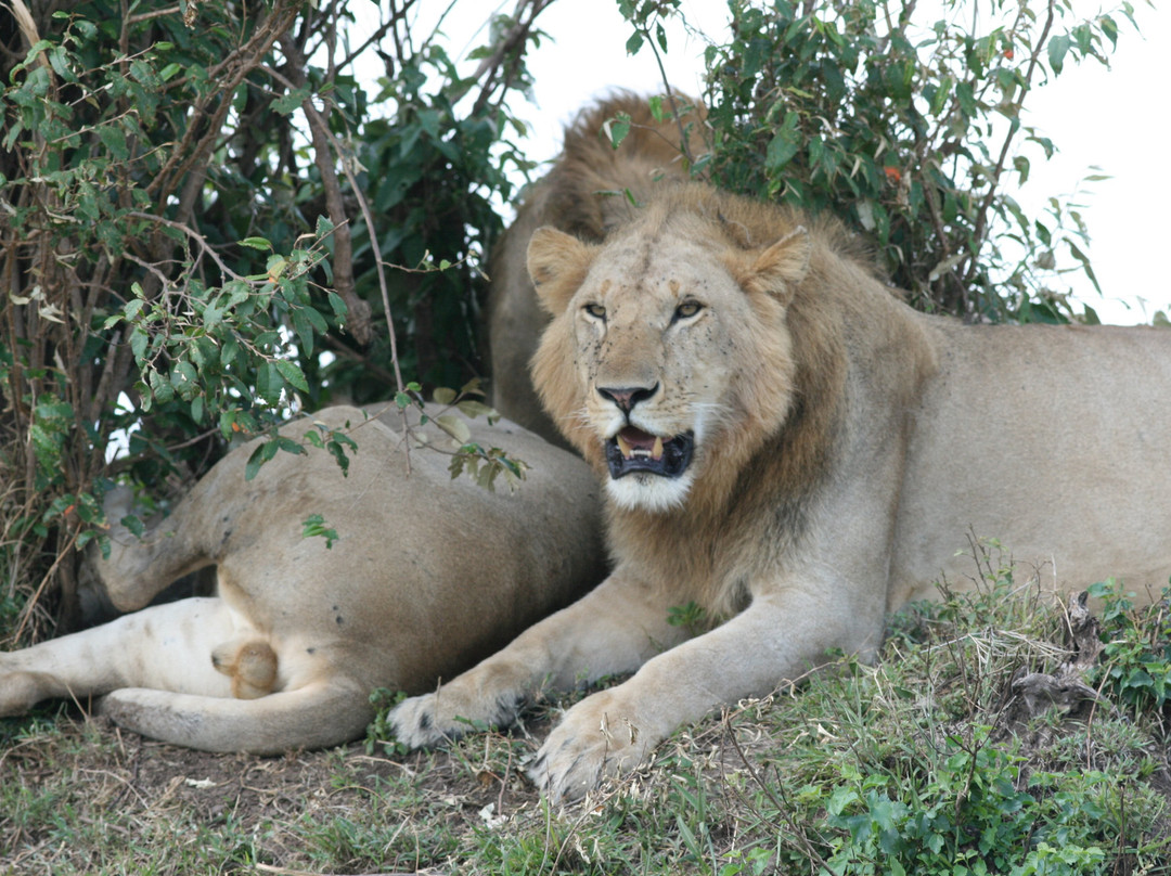 Kampur Travel Diaries-内罗毕必去景点