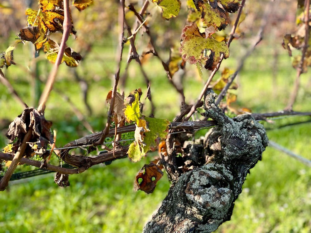 Podere Dei Folli-Polpenazze del Garda必去景点