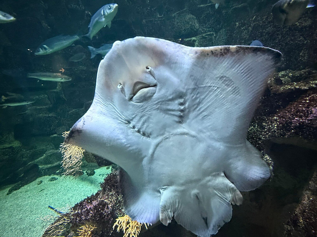 Aquarium La Rochelle-拉罗谢尔必去景点
