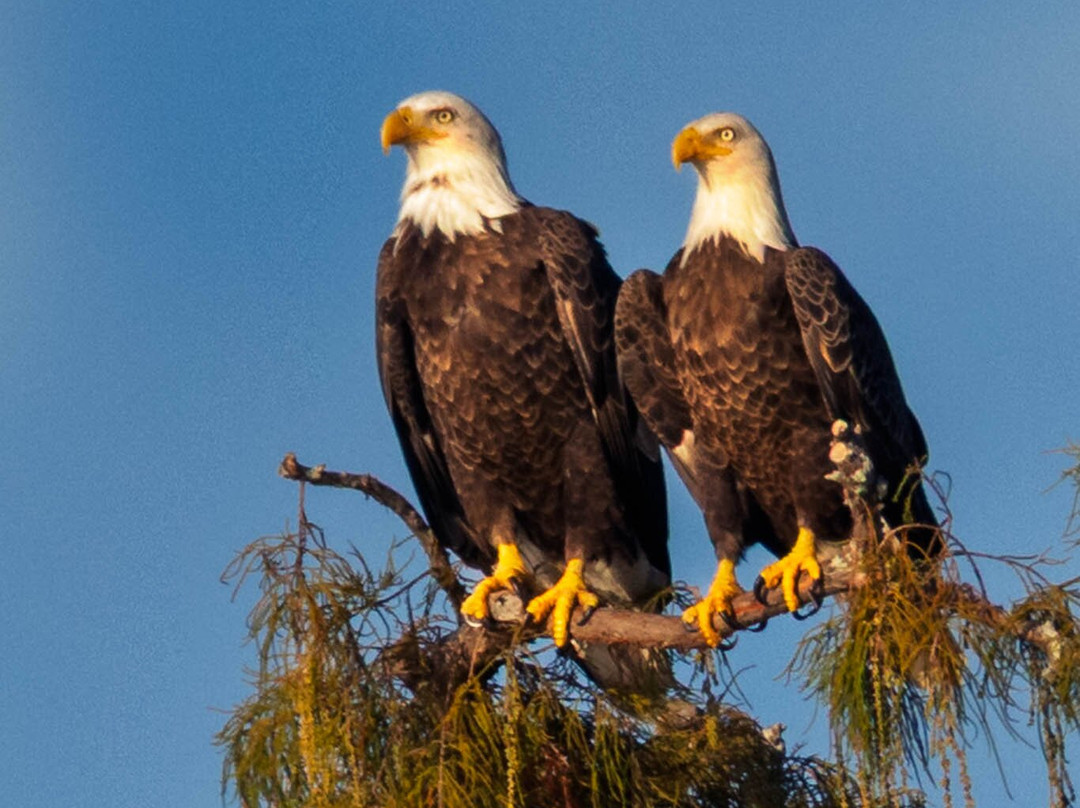 Cajun Man's Swamp Tours & Adventures-Gibson必去景点