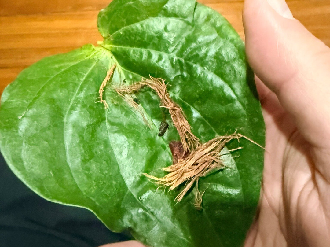 Chiang Mai home host by Raunkaew-Yanon family cooking experience-限隆必去景点