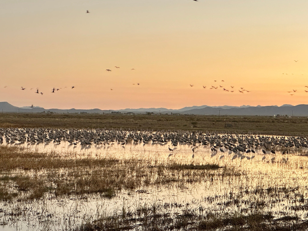 Whitewater Draw Wildlife Area-McNeal必去景点