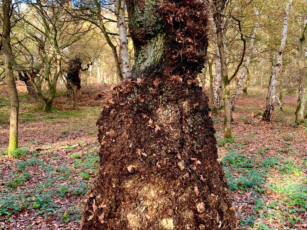 Sherwood Forest-诺丁汉郡必去景点