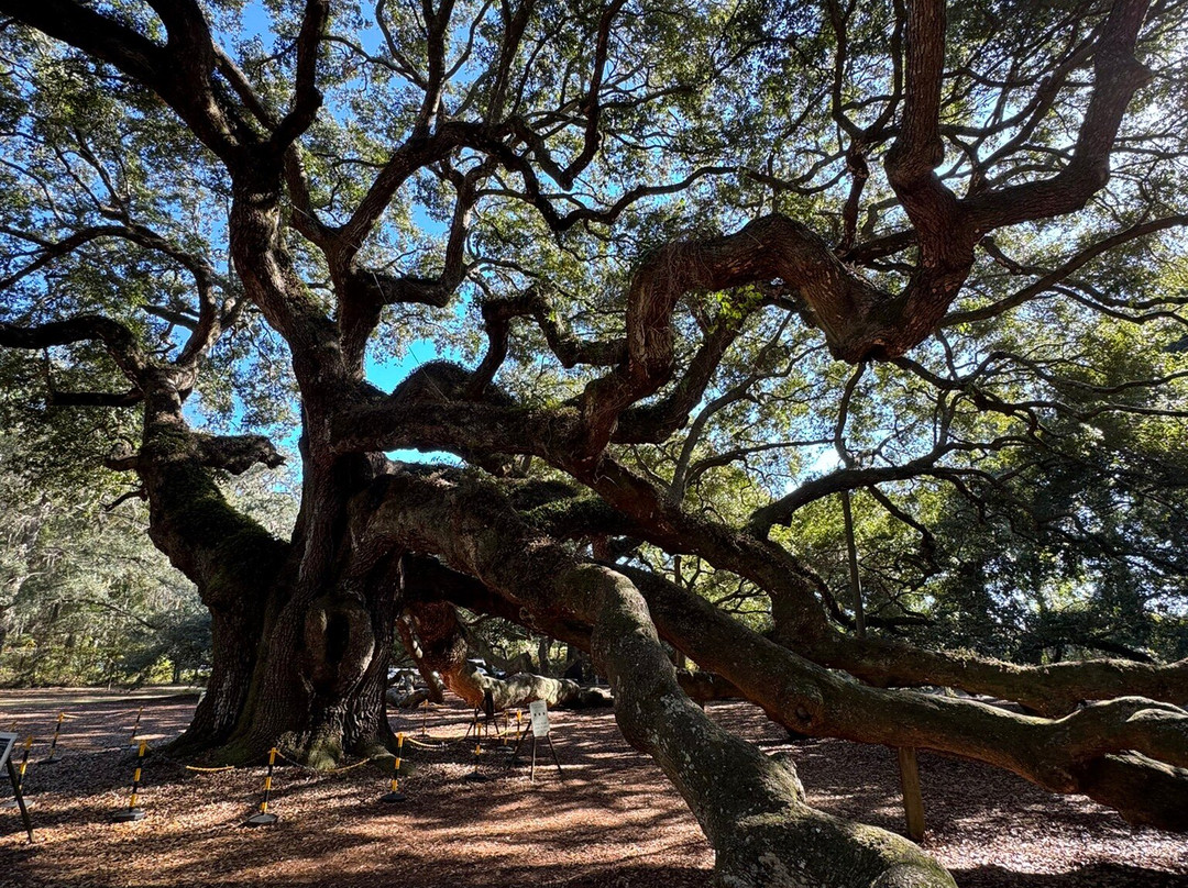 Angel Oak Tree-Johns Island必去景点