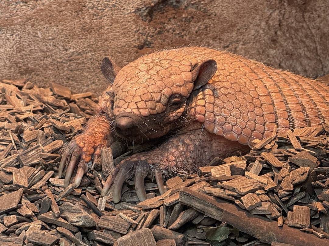 Zoo Bassin d'Arcachon-拉泰斯特德比克必去景点