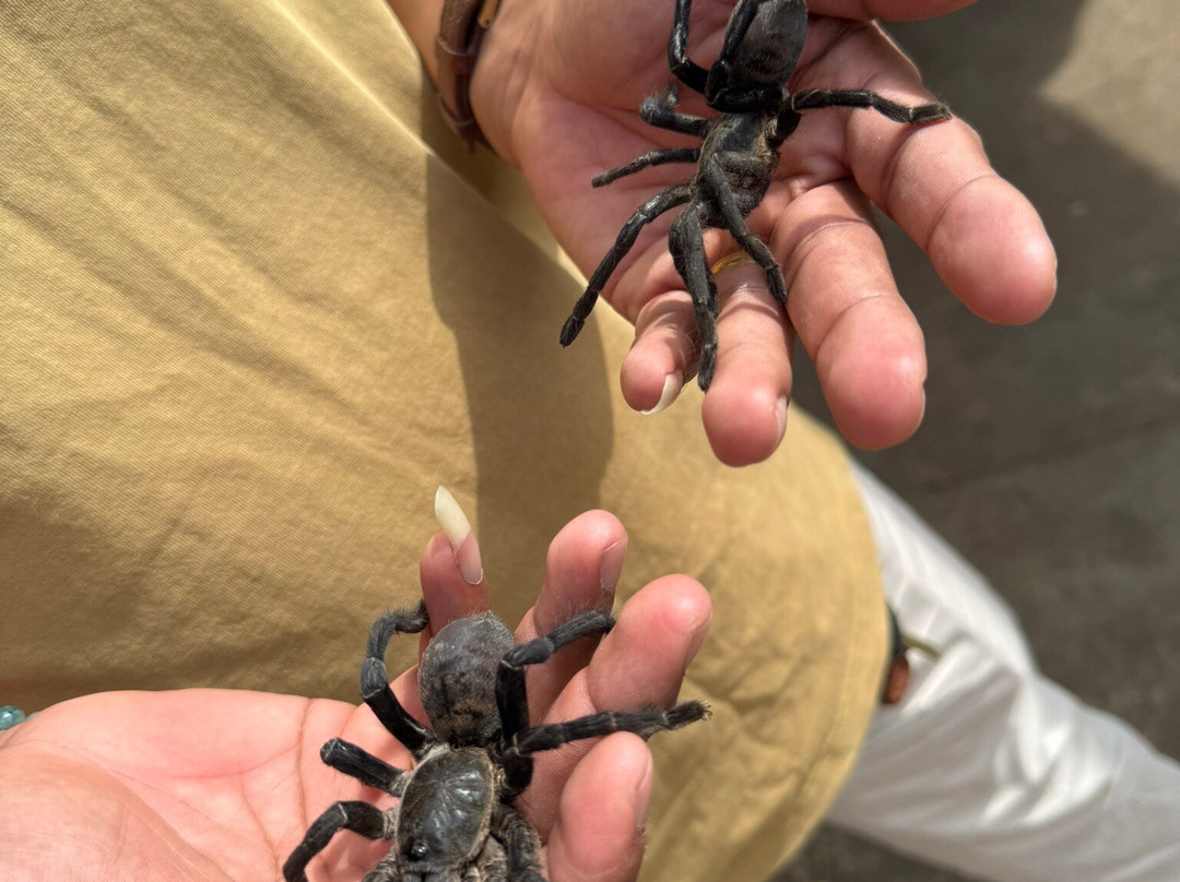 Angkor Reiseleiter-Svay Dangkum必去景点