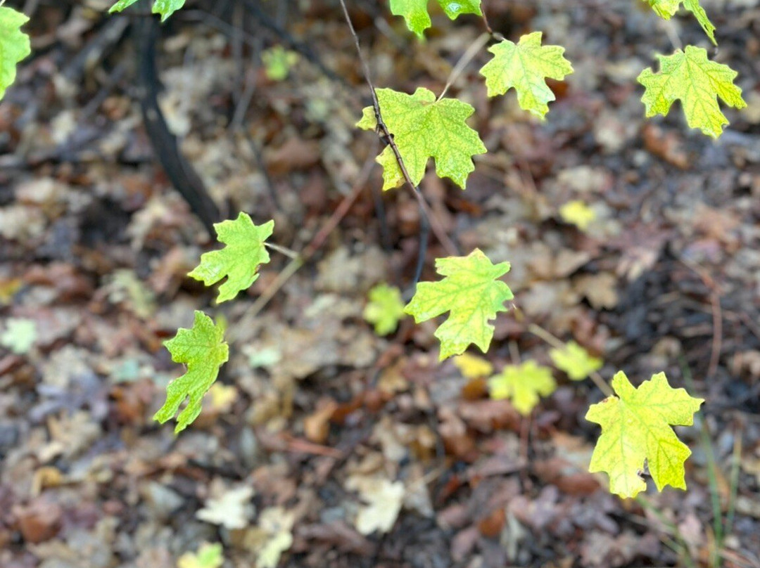 Boynton Canyon Trail-塞多纳必去景点
