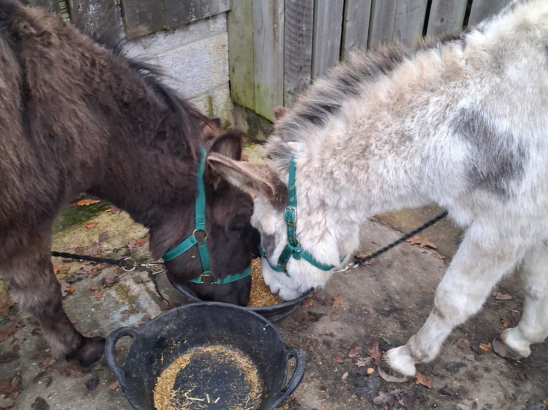 Brockenhurst Donkey Walks-Brockenhurst必去景点