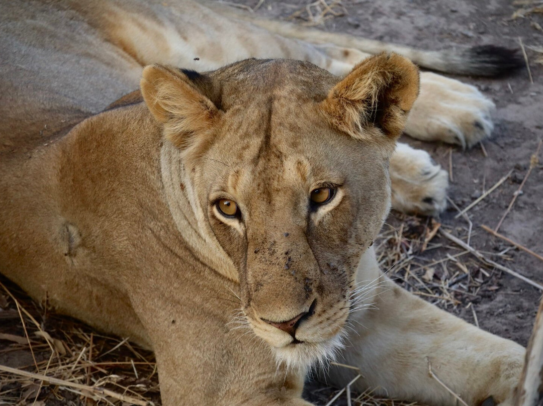 MATEMBO SAFARIS AND TOURS-阿鲁沙必去景点