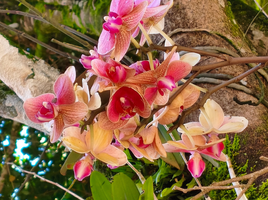 Estacao Ferroviaria Araguaya-Marechal Floriano必去景点