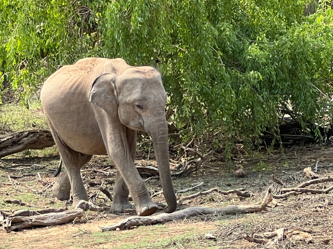 Yala Lahiru Safari-蒂瑟默哈拉默必去景点