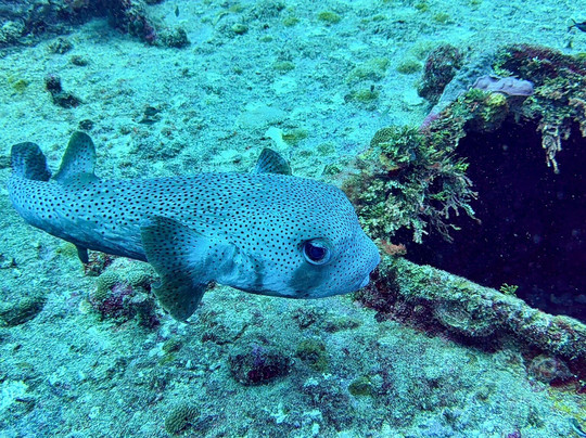 Tank-ha Dive Center-普拉亚德尔卡曼必去景点