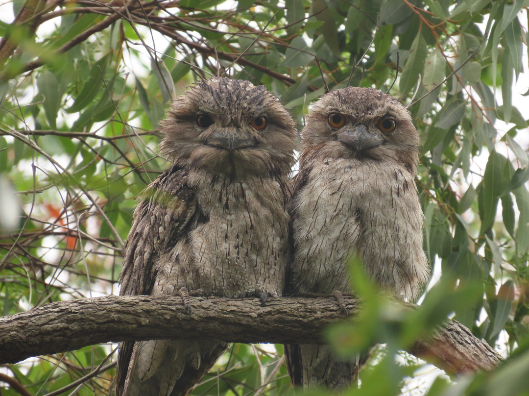 Coombabah Lakes Conservation Area-Coombabah必去景点