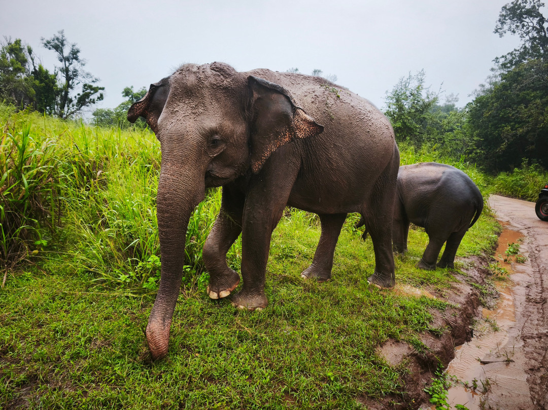 Lanka Tour Driver-Hingurakgoda必去景点