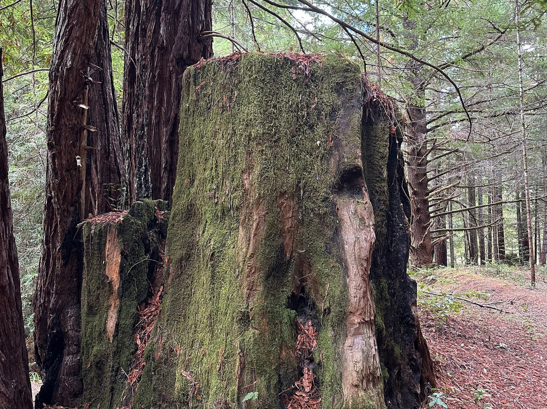 The Inn At Baechtel Creek主图