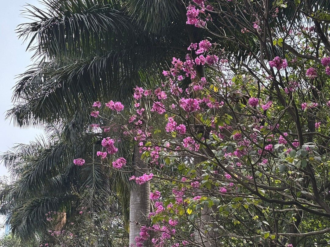 库本公园-班加罗尔必去景点